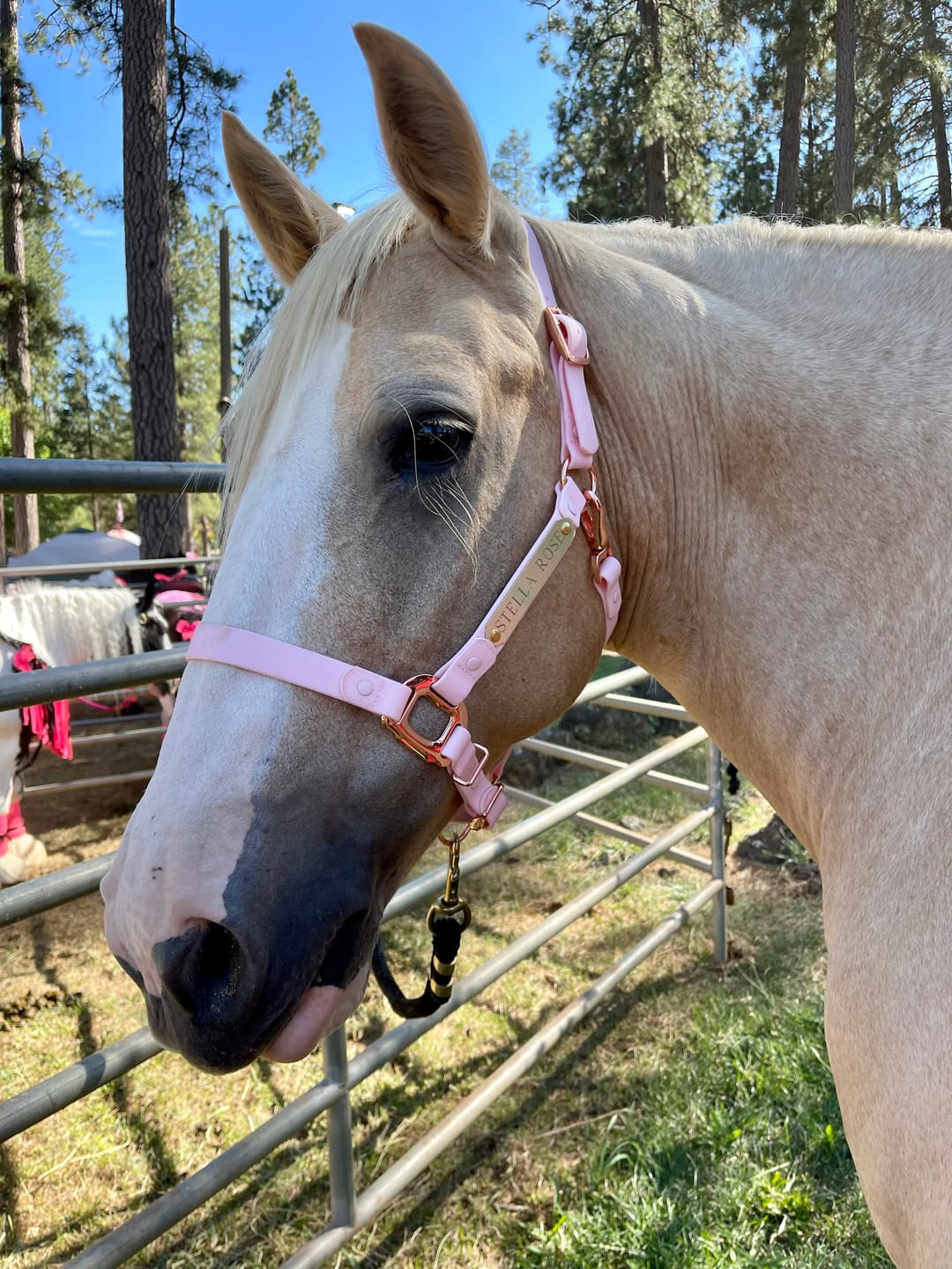iCavalos Horse Halters