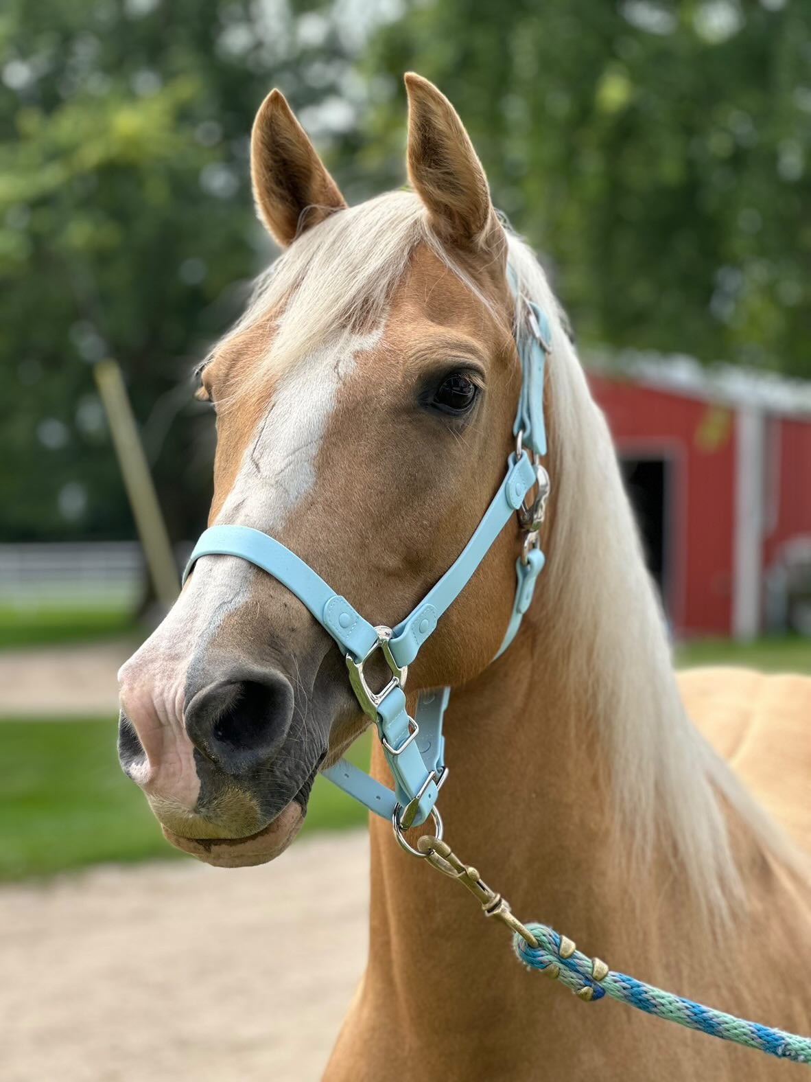 iCavalos Horse Halters