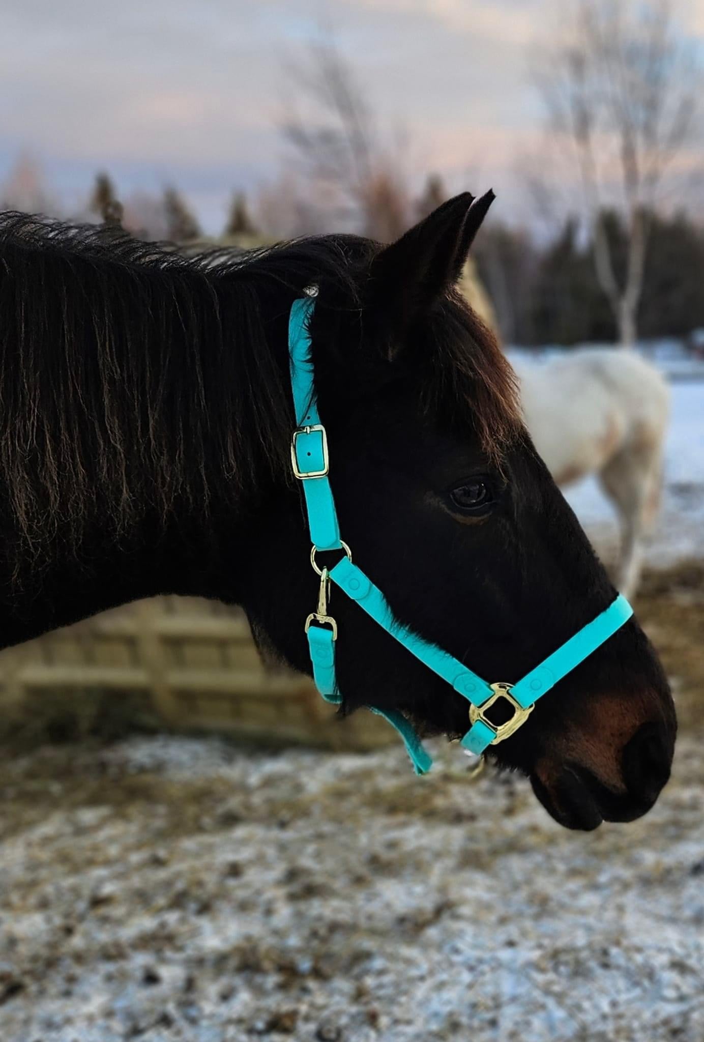 iCavalos Horse Halters